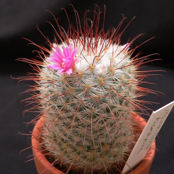 rescued M. bombycina Mbombycina