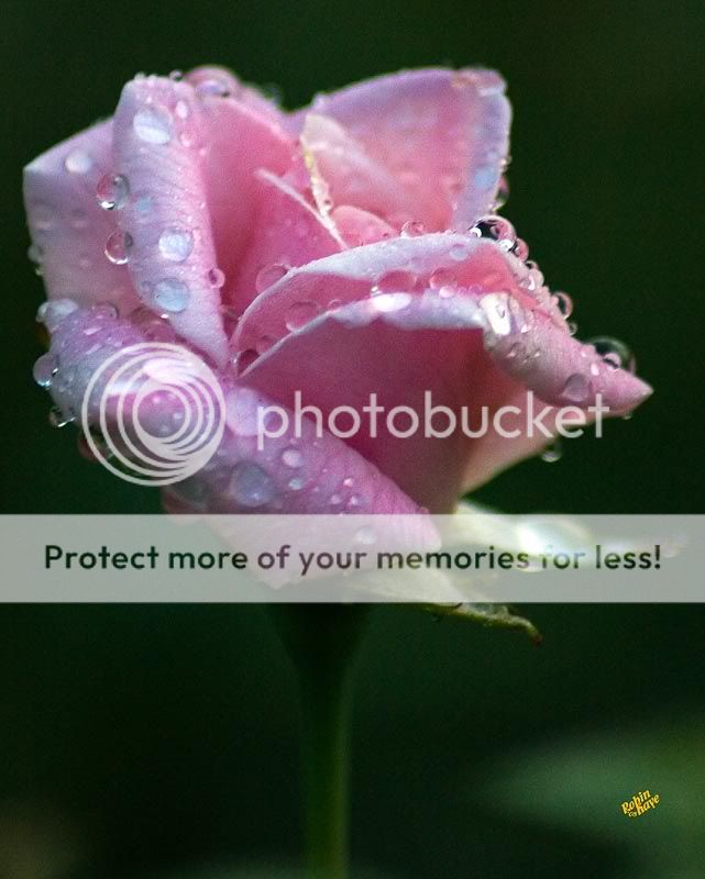 Dew Drops on Roses 8-18-2007_RG_Flowers_003