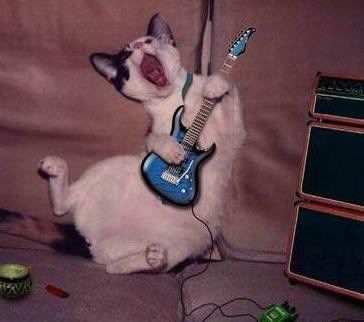 Busco a un adm. Cat-playing-guitar