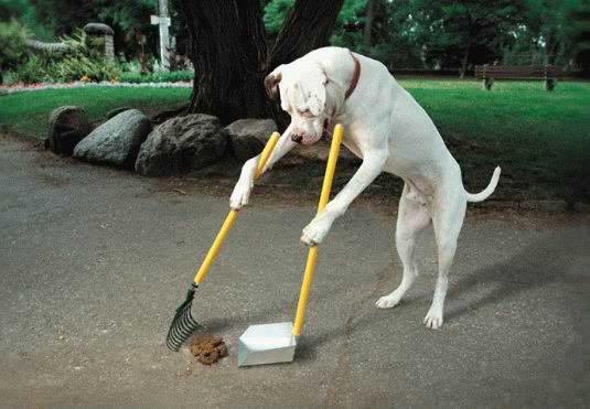 FUNNY PiCTURES here .. - Page 2 Dog-doing-his-own-chores