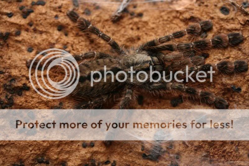 Some of my tarantulas IMG_3058