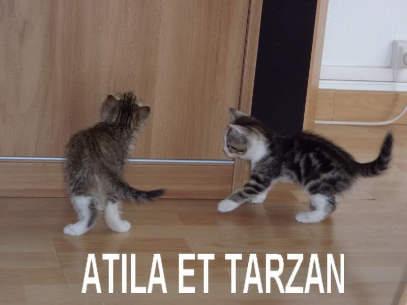 Tarzan et Atila (rservs) Chatonscascaatila2