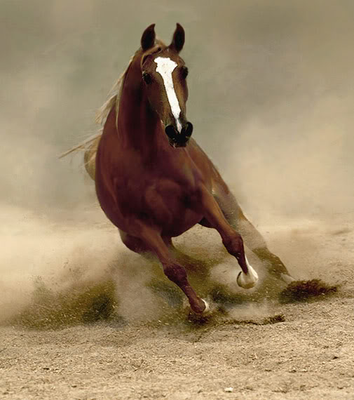 Festival Fantasia Arabian-horse3
