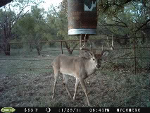 Got Rain ?  Lesbuck