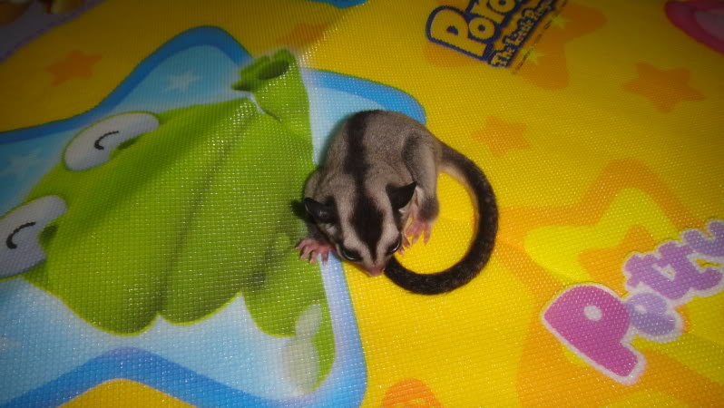 bán sóc bay úc Sugar Glider cái được 2 tháng tuổi có hình DSC00317