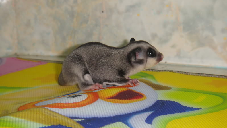 bán sóc bay úc Sugar Glider cái được 2 tháng tuổi có hình DSC00325