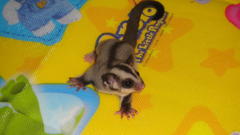 bán sóc bay úc Sugar Glider cái được 2 tháng tuổi có hình DSC00328