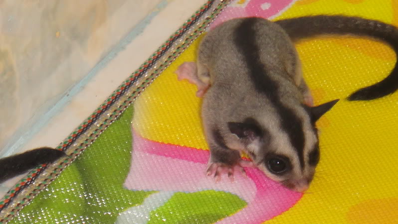 bán sóc bay úc Sugar Glider cái được 2 tháng tuổi có hình DSC00338