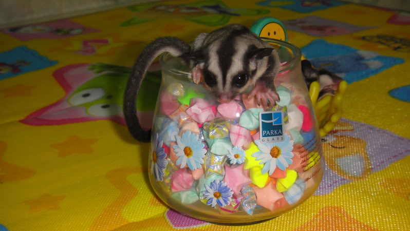 bán sóc bay úc Sugar Glider cái được 2 tháng tuổi có hình DSC00396