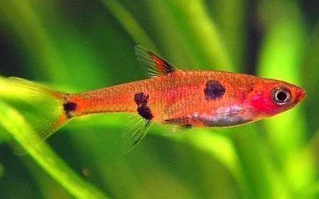 Boraras maculatus ----- Rasbora Nain Boraras_maculatus_2