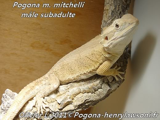 Pogona mitchelli 19112011022