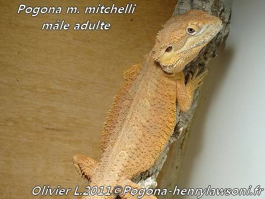 Pogona mitchelli 19112011023