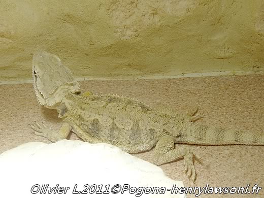 Pogona mitchelli Pogona-mitchelli11