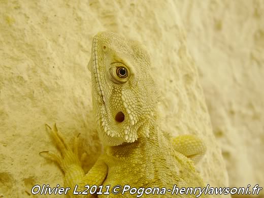 Pogona mitchelli Pogona-mitchelli21