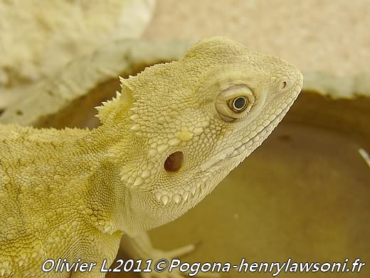 Pogona mitchelli Pogona-mitchelli4