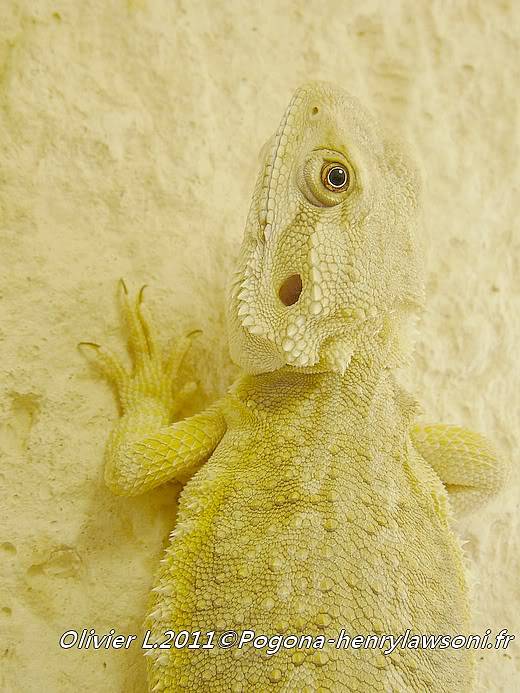 Pogona mitchelli Pogona-mitchelli5