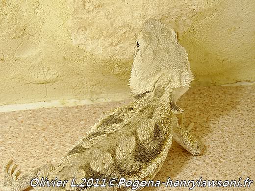 Pogona mitchelli Pogona-mitchelli7