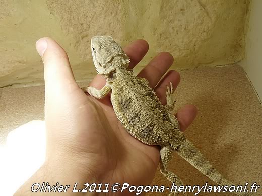 Pogona mitchelli Pogona-mitchelli8