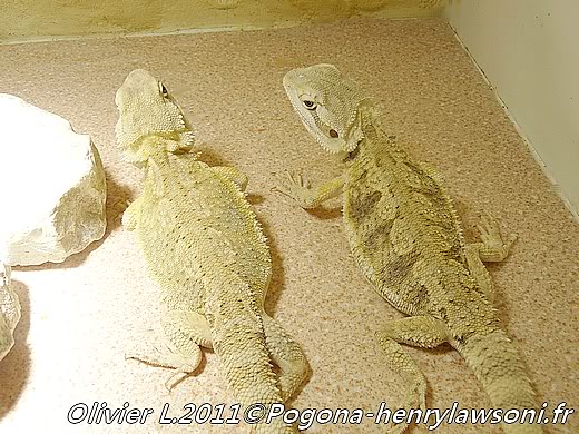 Pogona mitchelli Pogona-mitchelli14