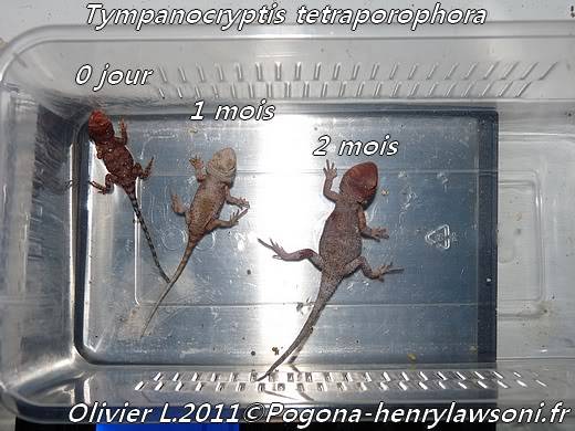 Naissances Tympanocryptis tetraporophora - Page 2 280711016