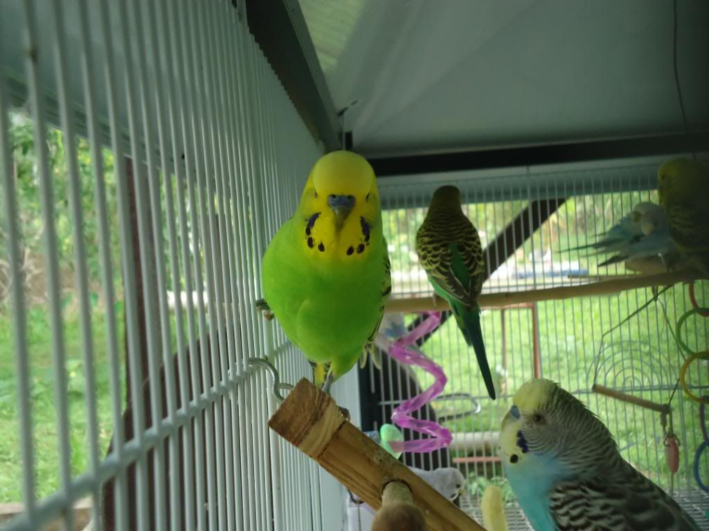 My Flock Of Budgies! DSC02181