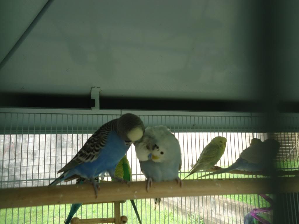 My Flock Of Budgies! DSC02191