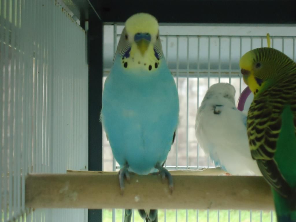 My Flock Of Budgies! DSC03114