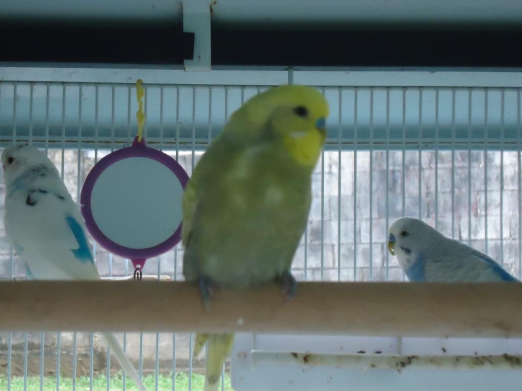 My Flock Of Budgies! DSC03116