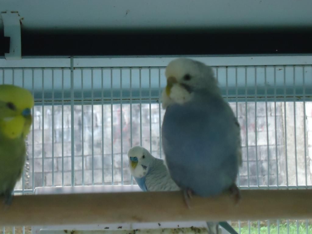 My Flock Of Budgies! DSC03117