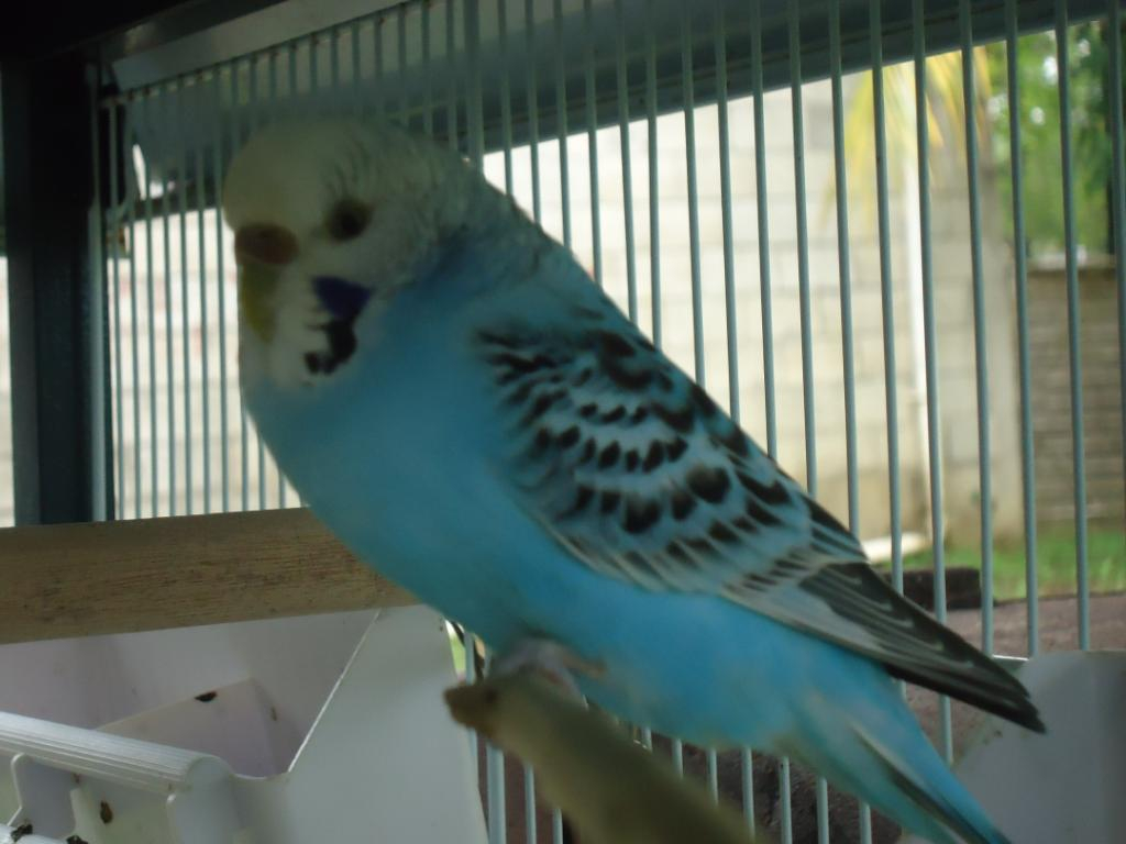 My Flock Of Budgies! DSC03121