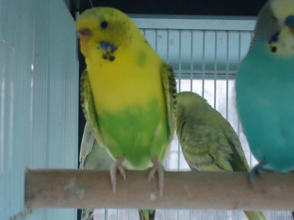 My Flock Of Budgies! DSC03124