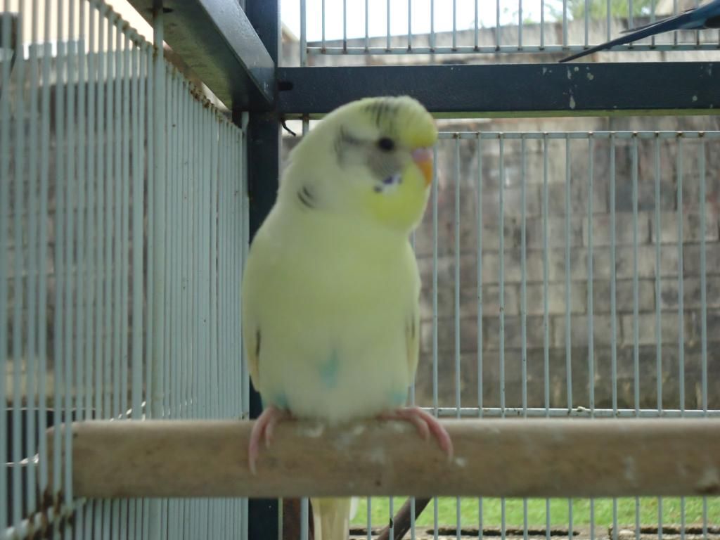 My Flock Of Budgies! DSC03128