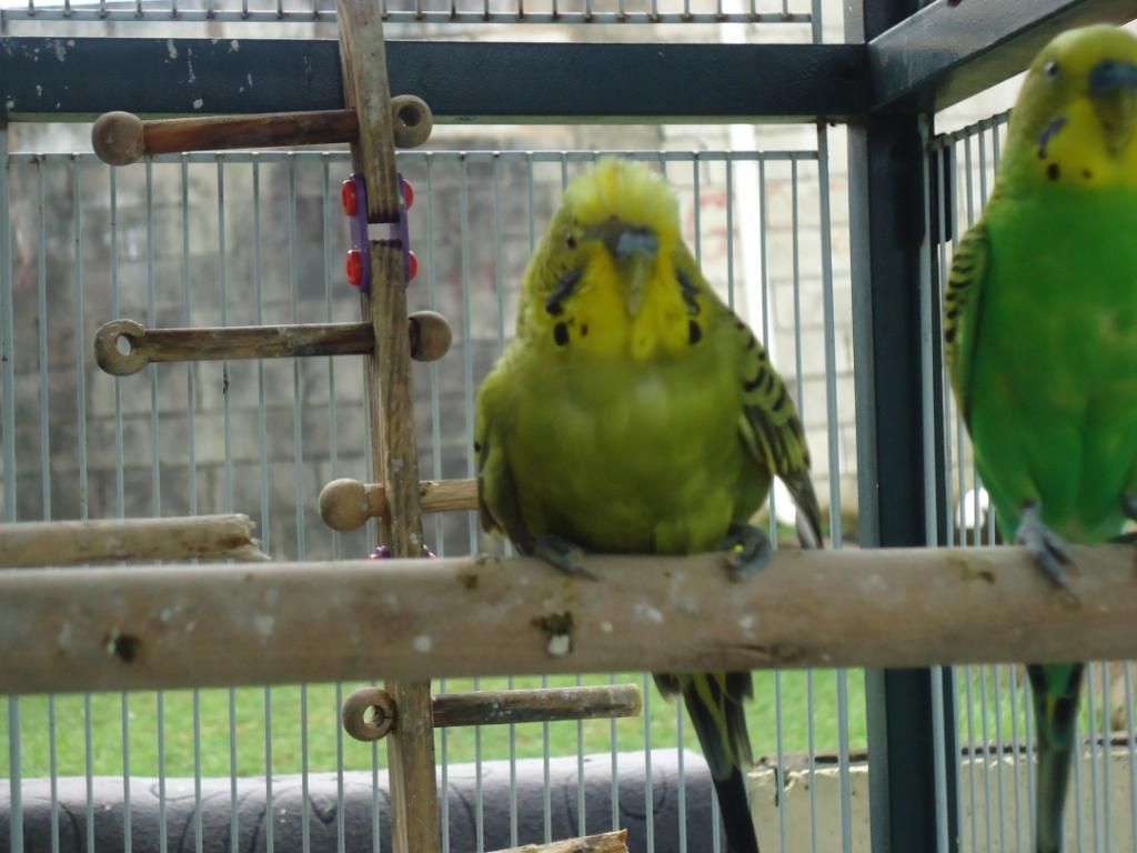 My Flock Of Budgies! DSC03130