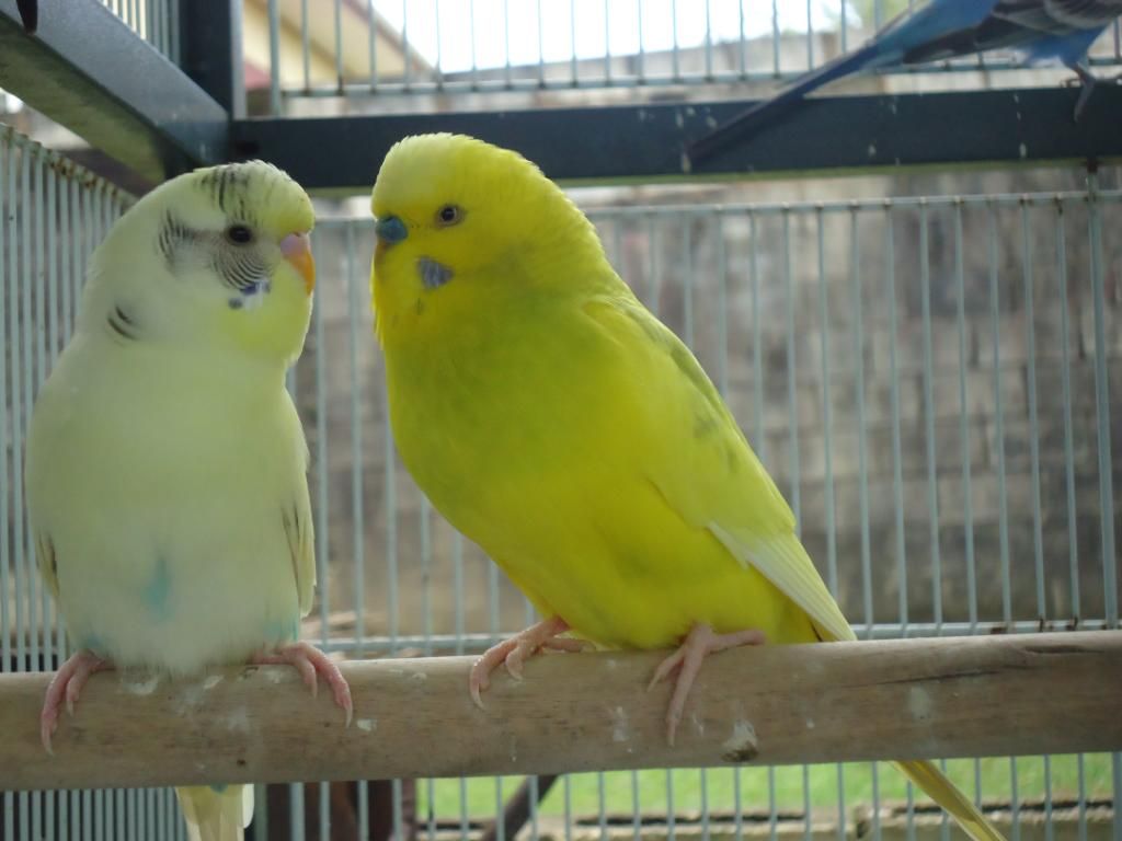 My Flock Of Budgies! DSC03132