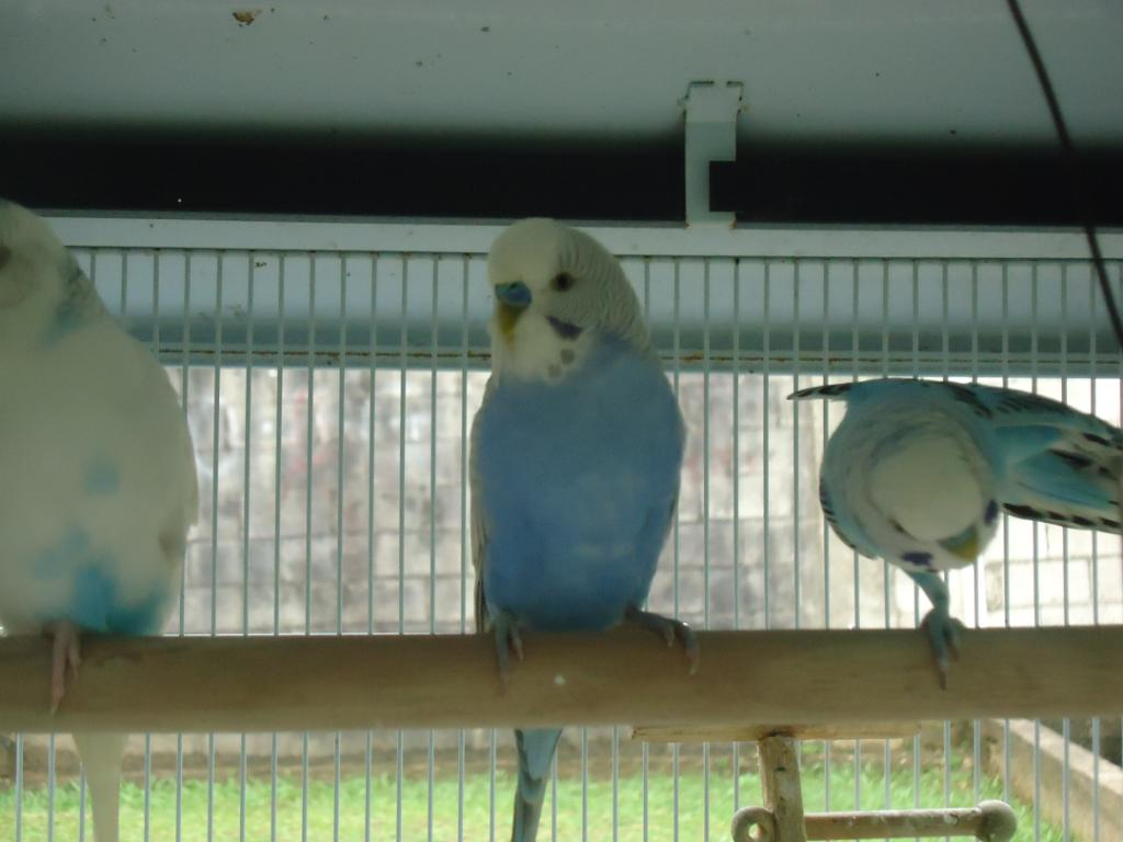 My Flock Of Budgies! DSC03136