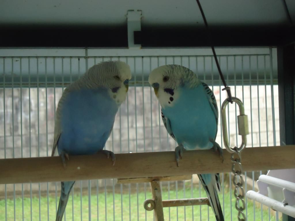 My Flock Of Budgies! DSC03137