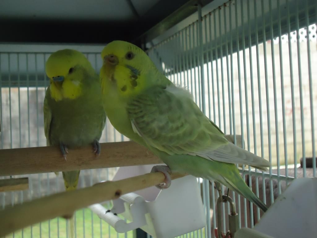 My Flock Of Budgies! DSC03139