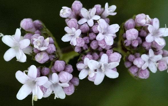 Plantas Medicinales: La Valeriana   Valeriana_01