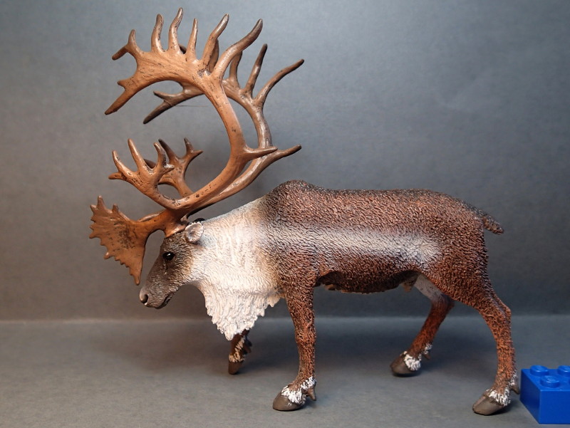 The STS 2015 Animal figure of the year: COLLECTA WOODLAND CARIBOU! - Page 3 PapoKaribou_zpsfzejjxmo