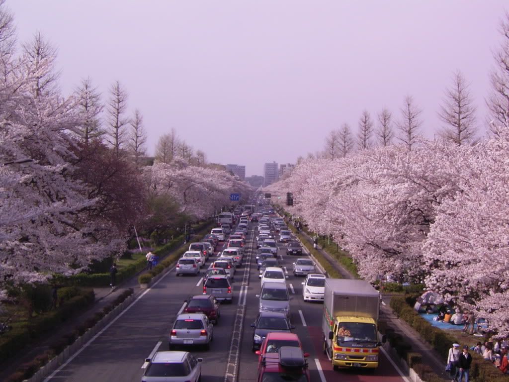 Japonya Fotografları - Sayfa 3 Tokyo_kiraz-cicekleri