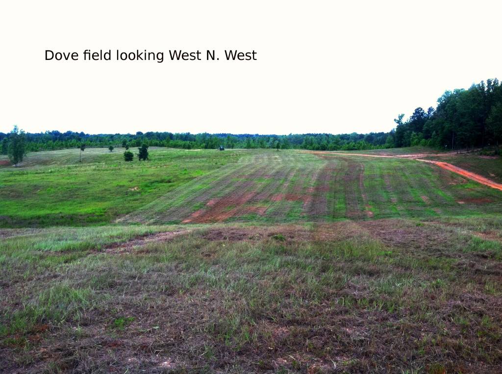 Aieral view of the big dove field Dovefieldbahayafield001