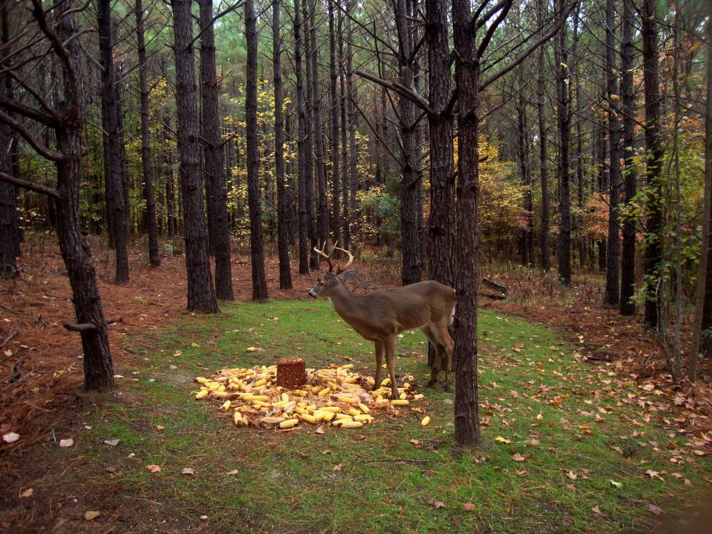 DSC W220 / V3700 - In the pines 8ptatthefood