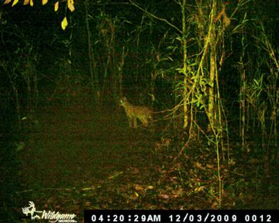 WGI S2, S4 - Years ago clunker cam images Large-cat-on-the-rut-trail-21288281