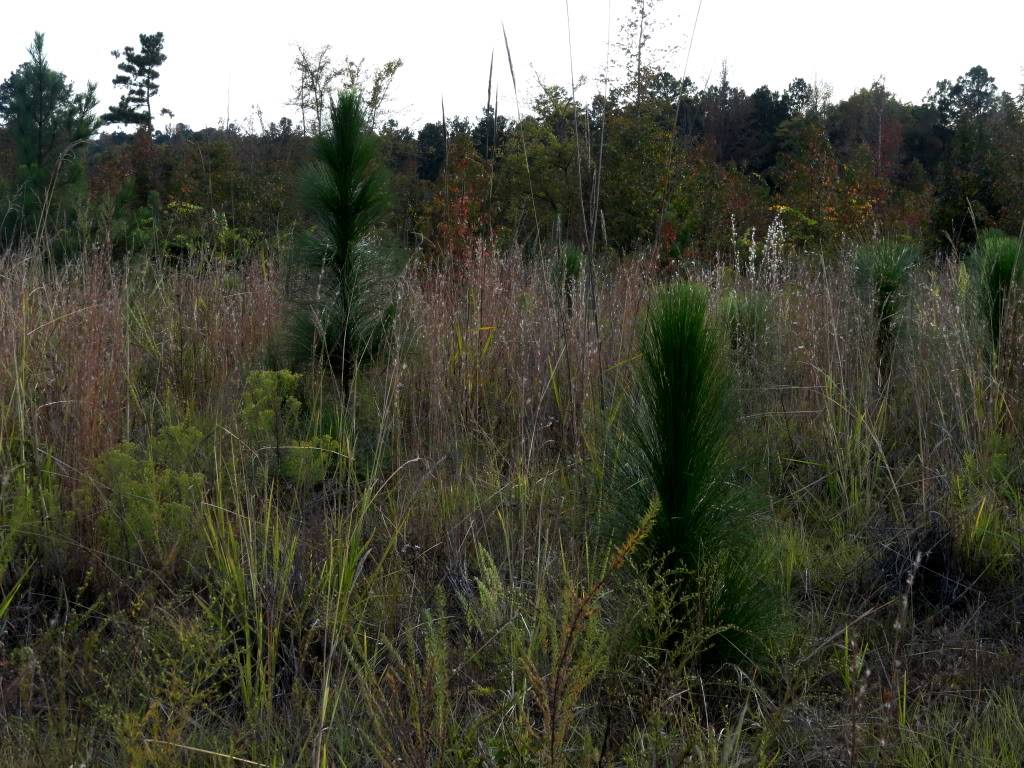 Long needle pines finally pop up Yesterdayslandpics023