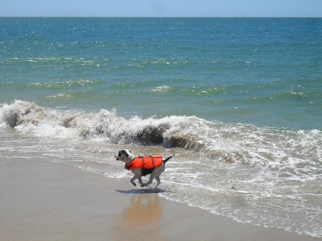 ..just another day at the dog beach.. 010-20