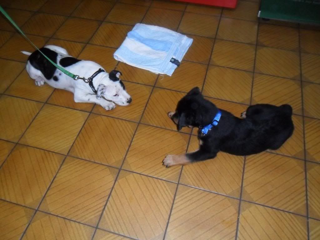 Winstons first puppy school class.. 011-1