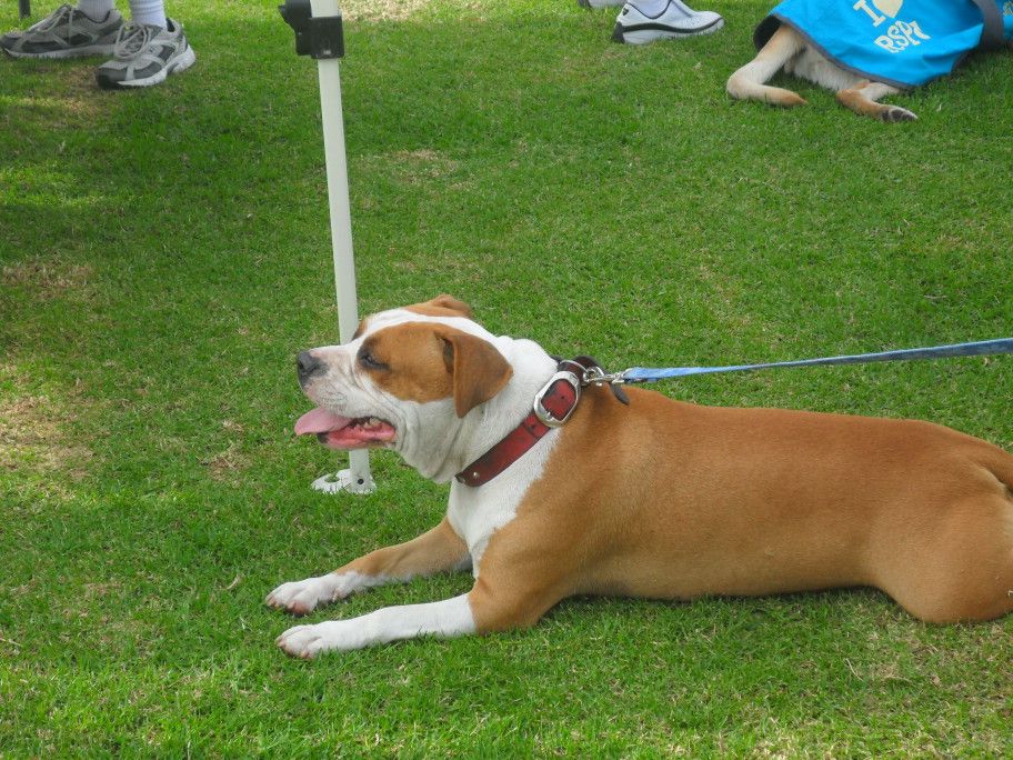 2012 RSPCA Million Paws Walk (Western Australia) 011X-5