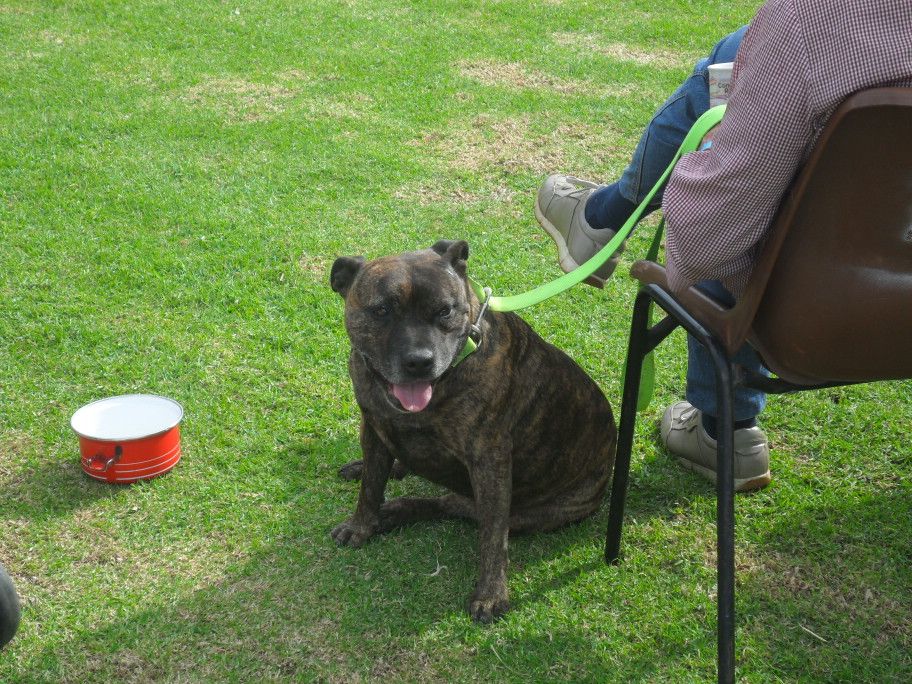 2012 RSPCA Million Paws Walk (Western Australia) 013X-2