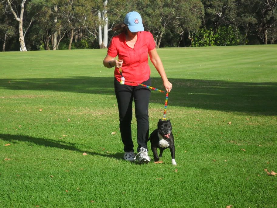 staffy fun day 015X-1