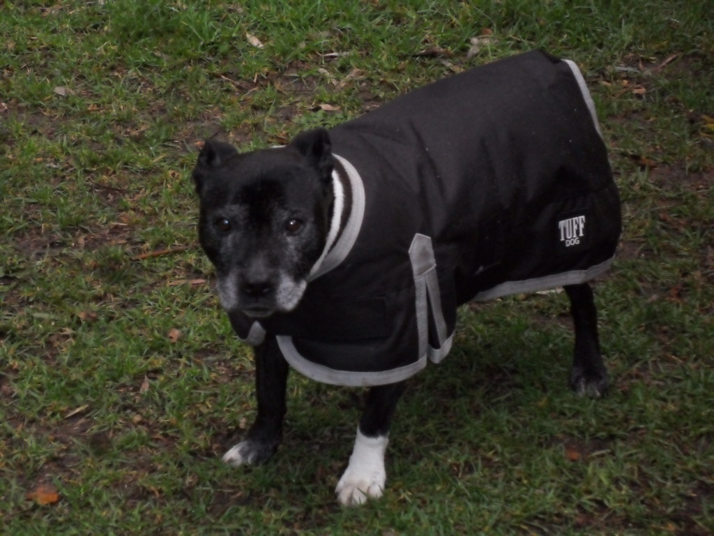 Do Staffies need winter coats? - Page 2 016-36